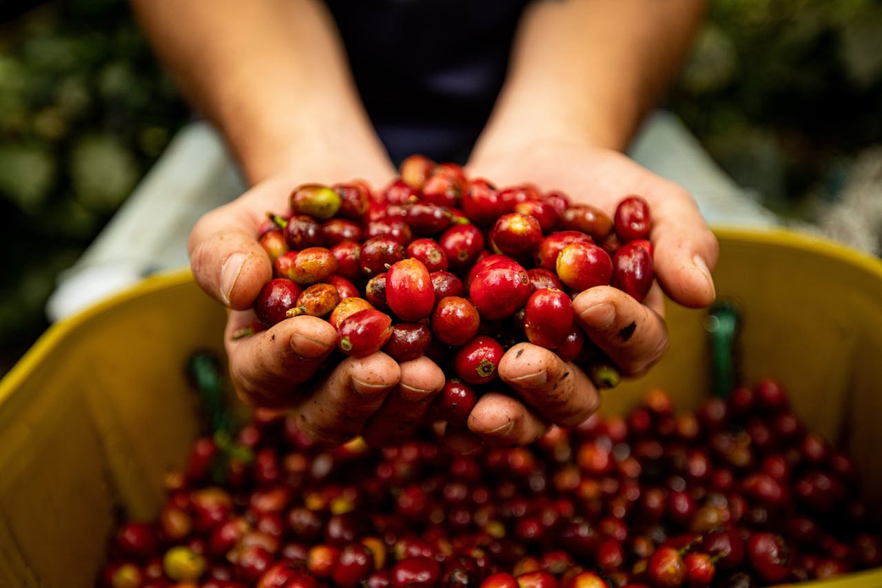 brand-01 Close-up of hands holding freshly harvested red coffee cherries, showcasing vibrant colors and rich texture.