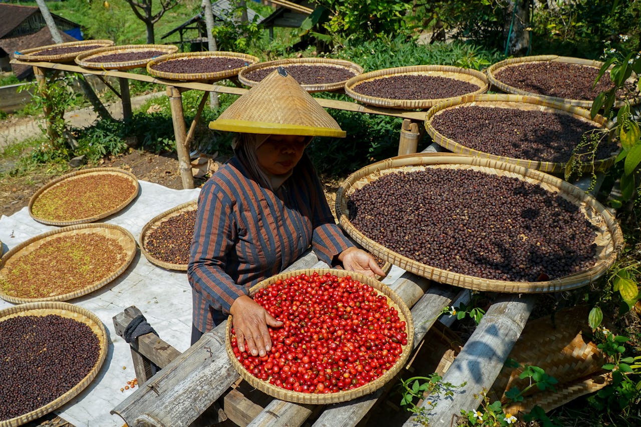mobile-01 An Indonesian farmer sorts red and dried coffee beans in woven trays under the sun.